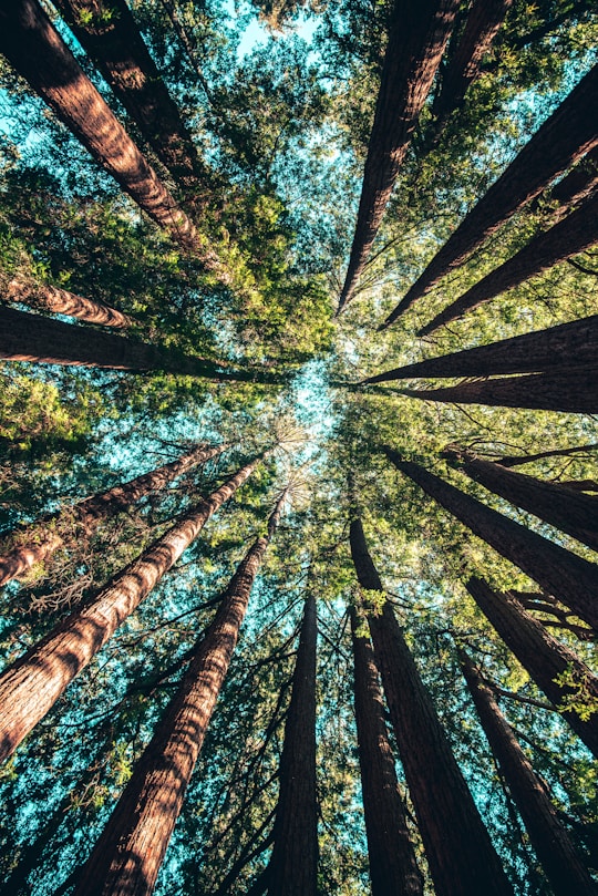 Emerging & Sustainable Chemistry